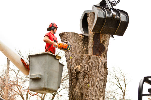 Best Tree Maintenance Programs  in Danielson, CT